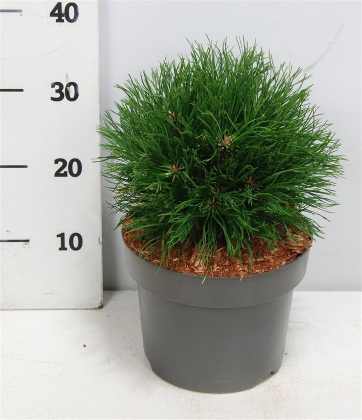 Pinus mugo 'Varella' - C5 30-35 CM